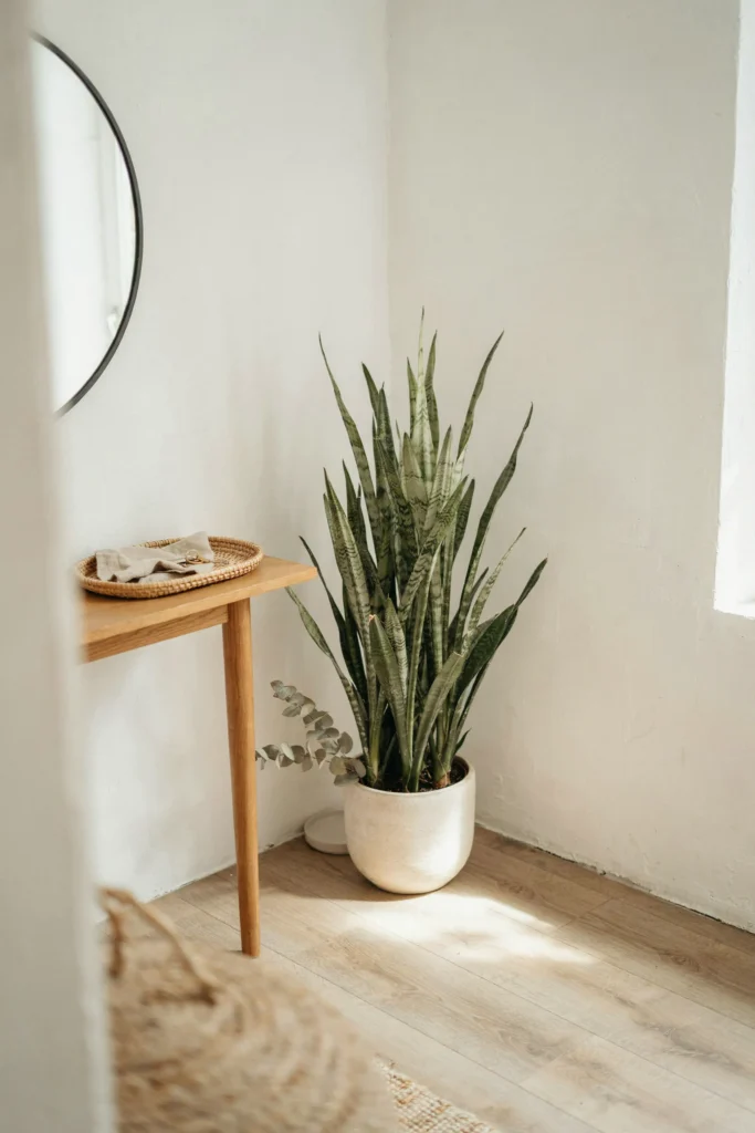 20 Small Apartment Entryway Ideas That Feel Much Bigger 9 Tall Plant Corner